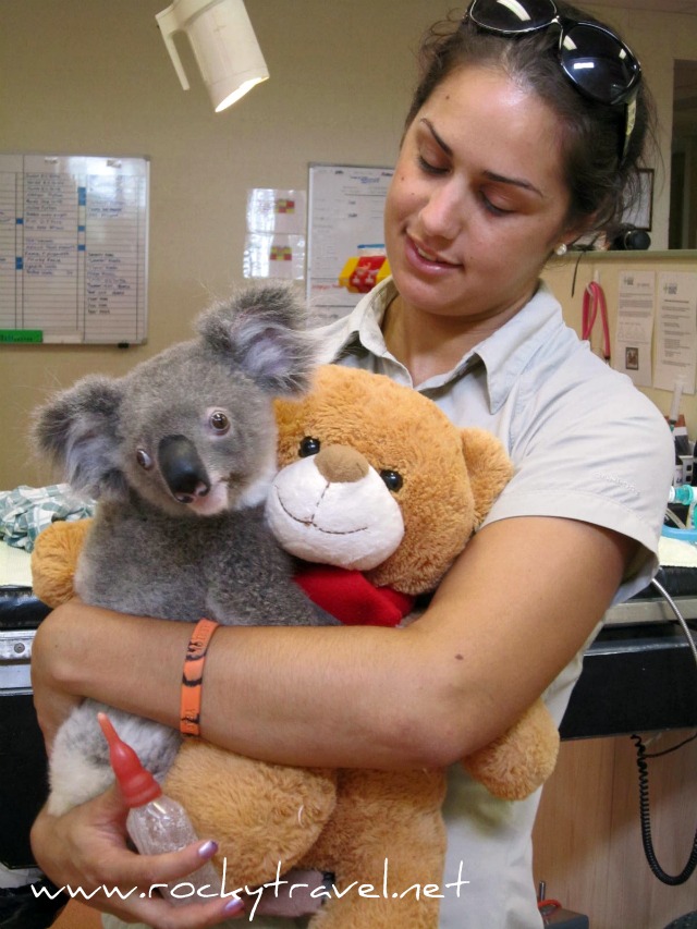 KoalaIUC