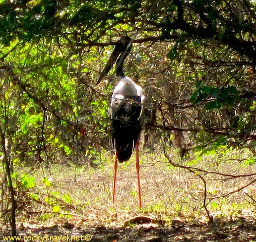 Jabiru in Kakadu NP