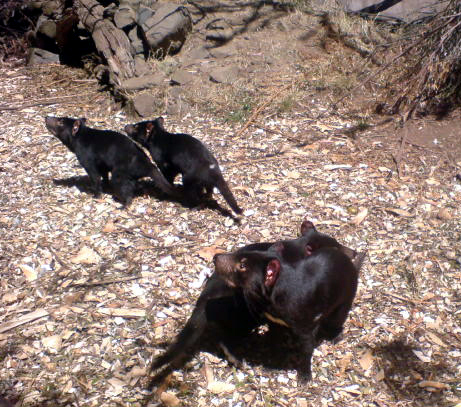 Tasmanian Devils in a Wildlife Sanctuary Tasmanian Devils