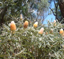 Banksia Flowers australia-nature-3