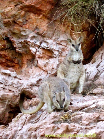 Rock Wallabies on Lake Argyle Rock Wallabies on lake argyle