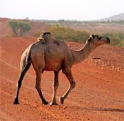 Camel at Uluru mereenie-loop