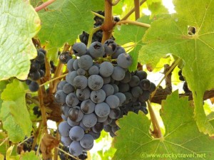 Vines and Wine in Margaret River From Vines to Wine in Margaret River