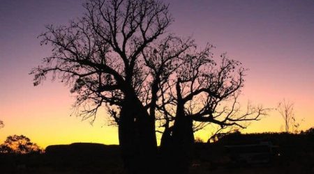 Sunset Colours of Durack Boab Tree