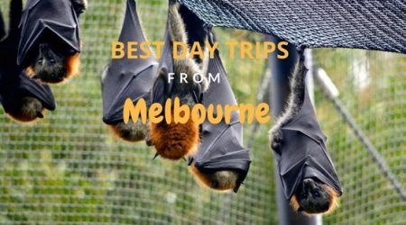 Some of the best Day Trips Melbourne by Car Blog Post