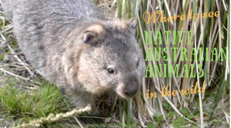 see native australian animals in the wild
