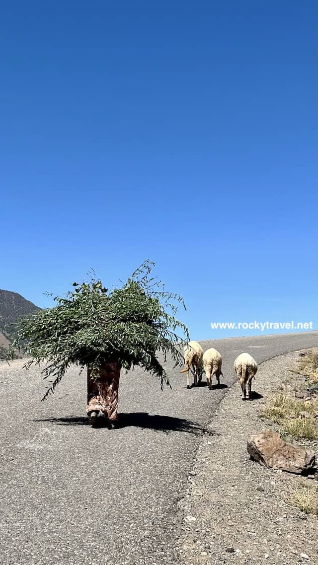 meet the locals from berber villages